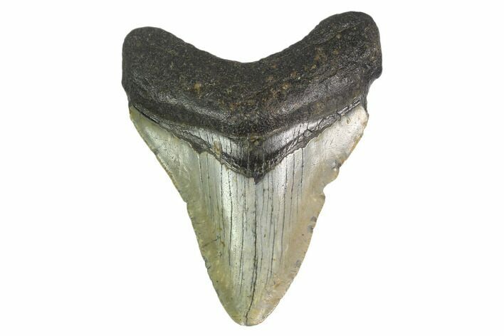2.91" Fossil Megalodon Tooth - North Carolina